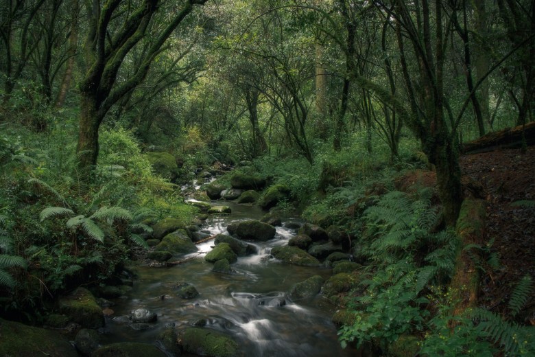 A stream running through a serene forest 