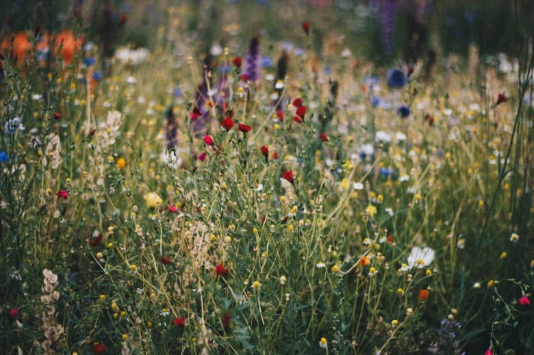 photo of wildflowers used in a nature journal